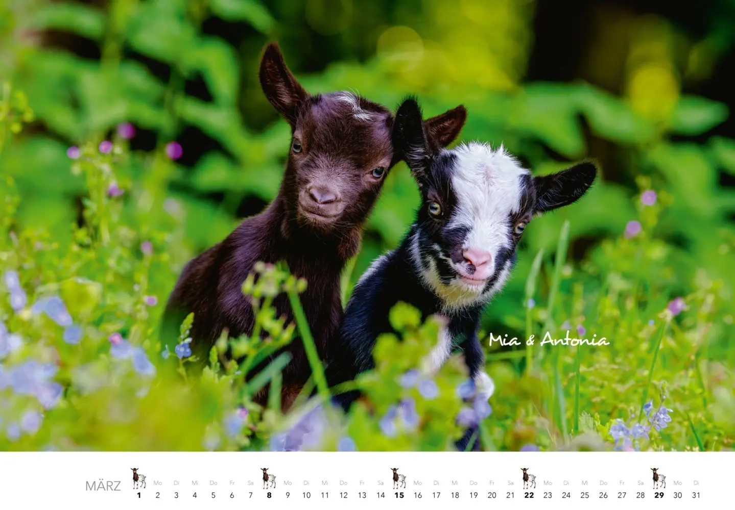 Bild: 9783966649797 | Kalender Zwergziegen 2026 | 12 süße Zwergziegen mit charmanten Namen