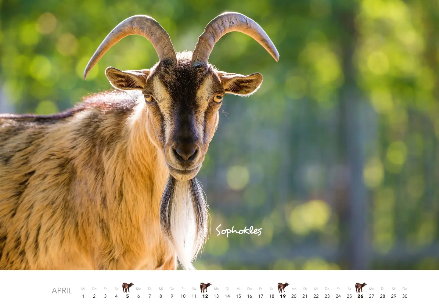 Bild: 9783966649797 | Kalender Zwergziegen 2026 | 12 süße Zwergziegen mit charmanten Namen