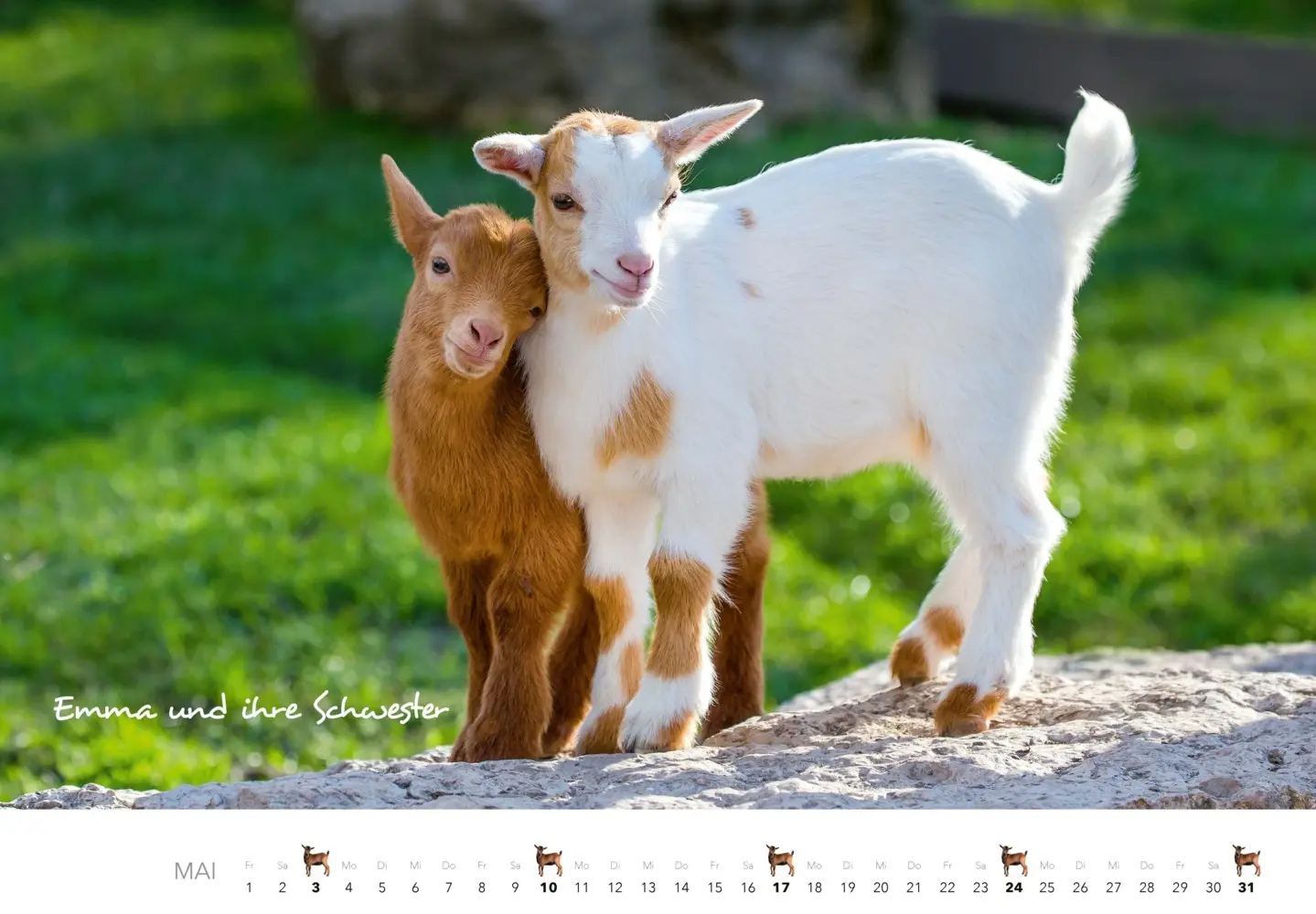 Bild: 9783966649797 | Kalender Zwergziegen 2026 | 12 süße Zwergziegen mit charmanten Namen
