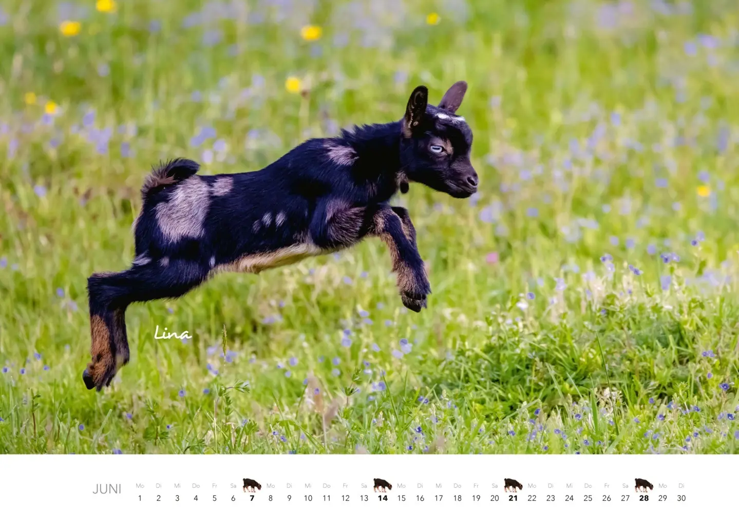 Bild: 9783966649797 | Kalender Zwergziegen 2026 | 12 süße Zwergziegen mit charmanten Namen