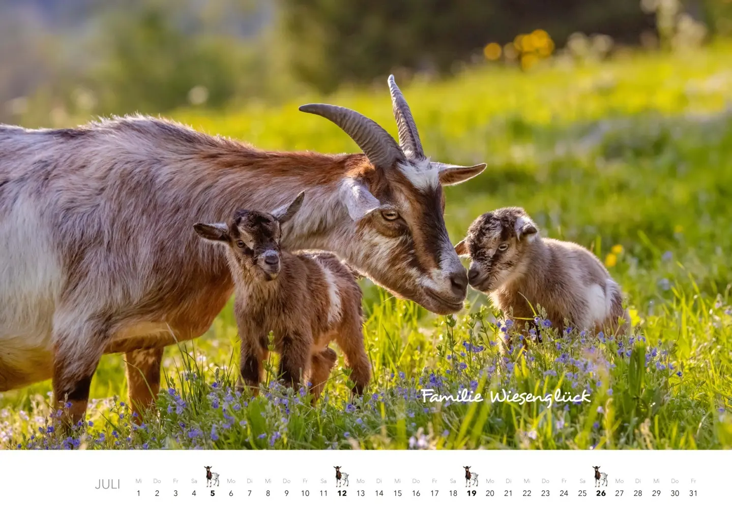 Bild: 9783966649797 | Kalender Zwergziegen 2026 | 12 süße Zwergziegen mit charmanten Namen