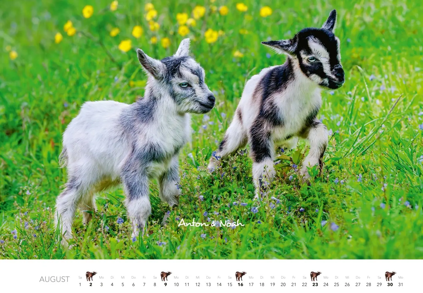 Bild: 9783966649797 | Kalender Zwergziegen 2026 | 12 süße Zwergziegen mit charmanten Namen