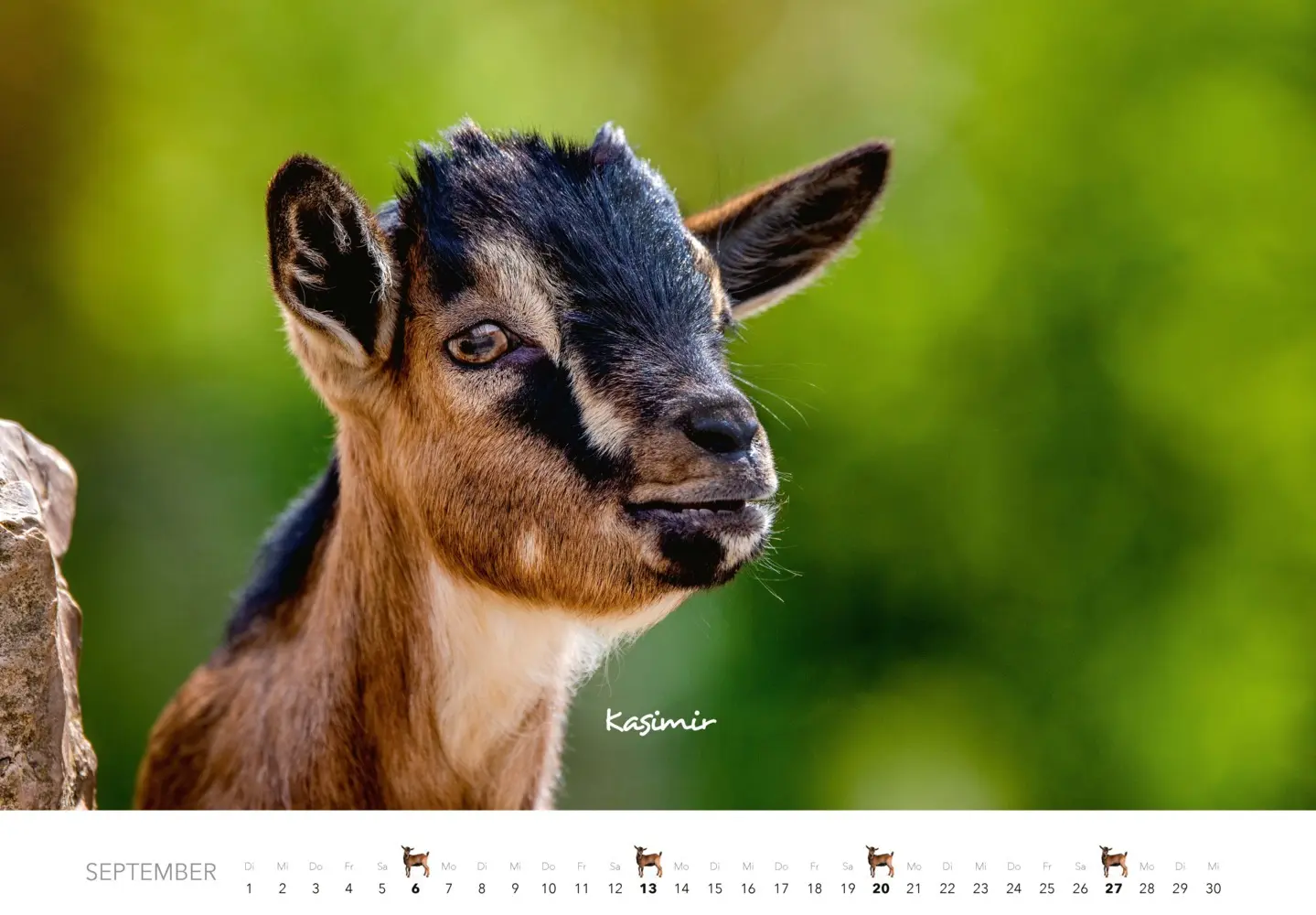 Bild: 9783966649797 | Kalender Zwergziegen 2026 | 12 süße Zwergziegen mit charmanten Namen
