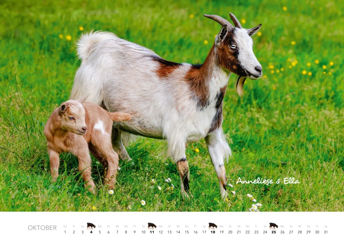 Bild: 9783966649797 | Kalender Zwergziegen 2026 | 12 süße Zwergziegen mit charmanten Namen
