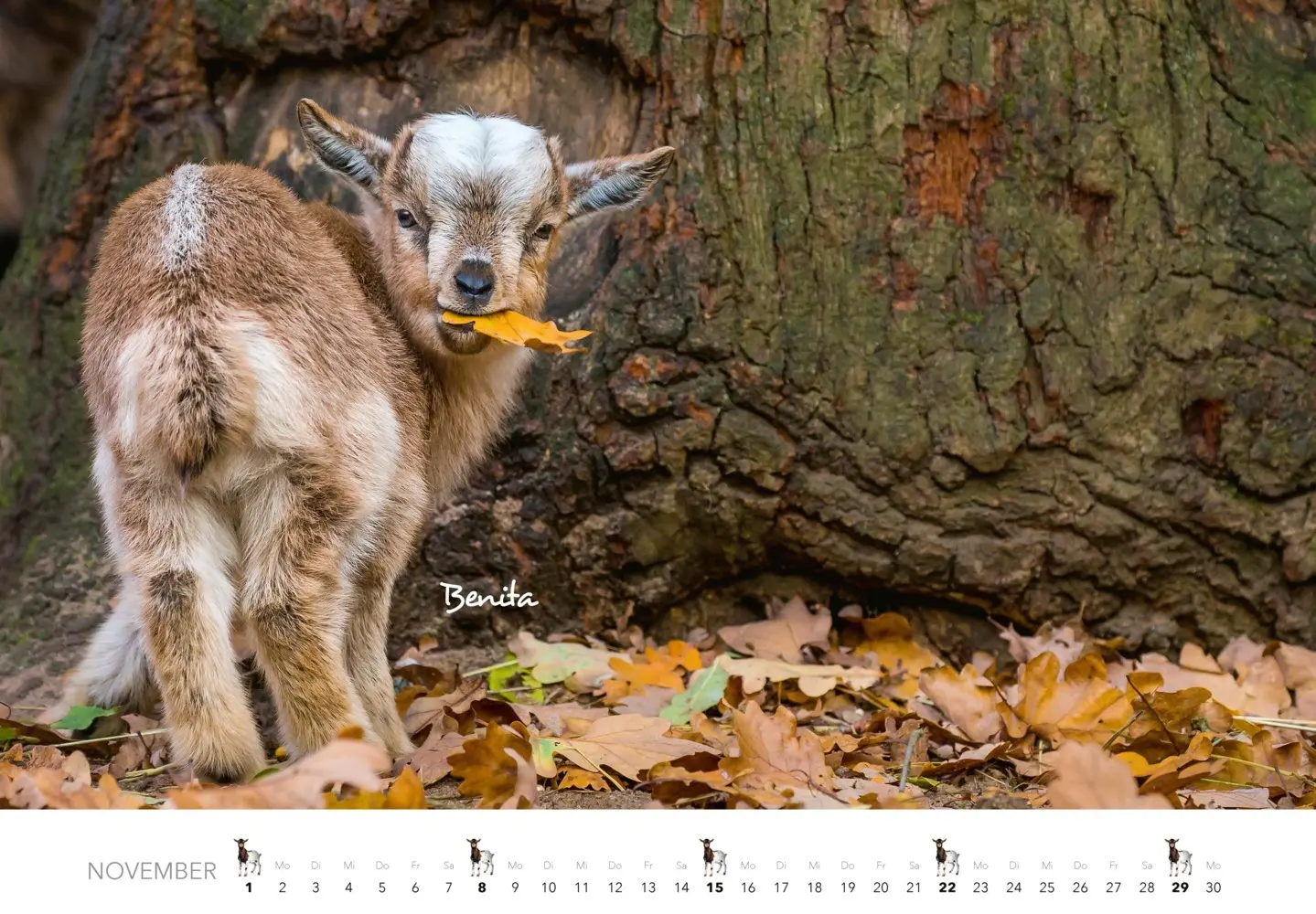 Bild: 9783966649797 | Kalender Zwergziegen 2026 | 12 süße Zwergziegen mit charmanten Namen