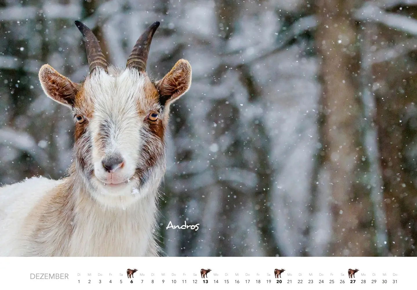Bild: 9783966649797 | Kalender Zwergziegen 2026 | 12 süße Zwergziegen mit charmanten Namen