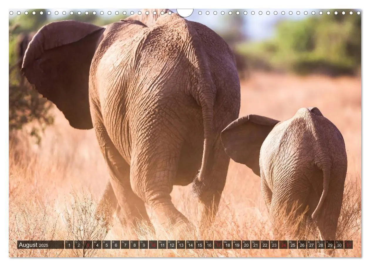 Bild: 9783435759897 | Kenia 2025 (Wandkalender 2025 DIN A3 quer), CALVENDO Monatskalender