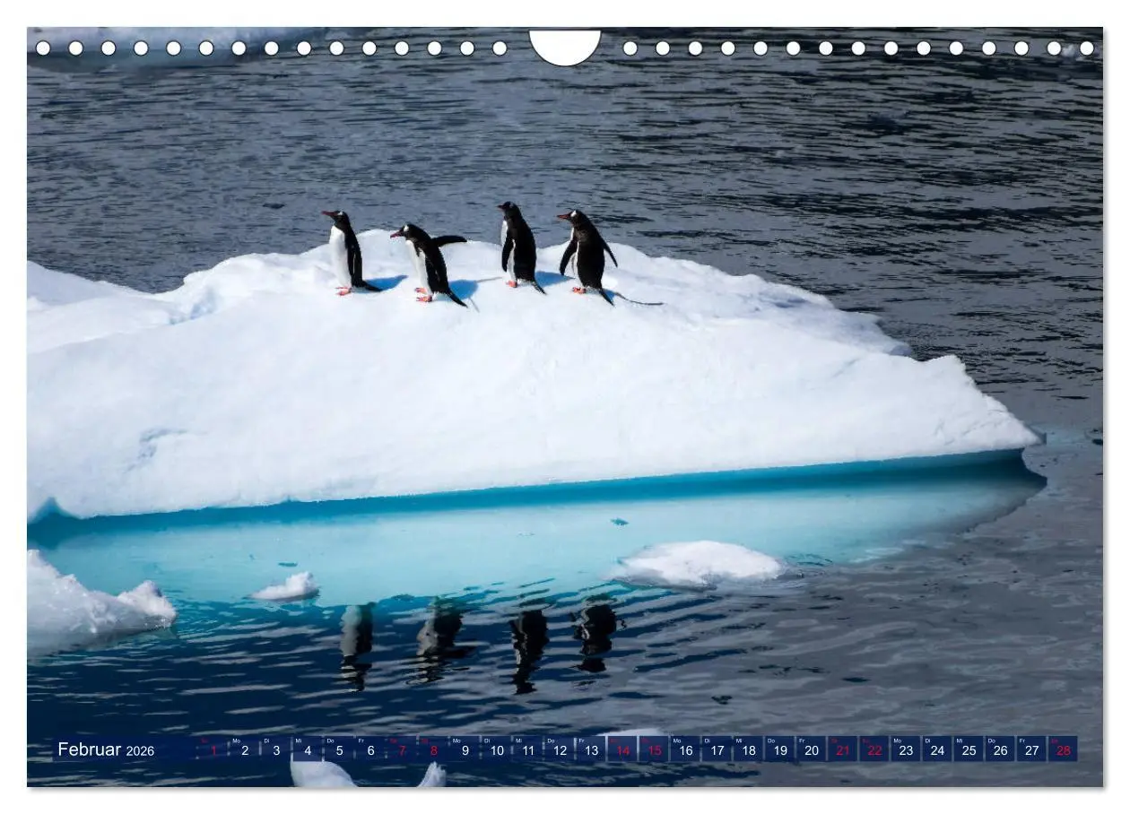 Bild: 9783457919897 | Antarktis Gletscher, Robben, Pinguine (Wandkalender 2026 DIN A4...
