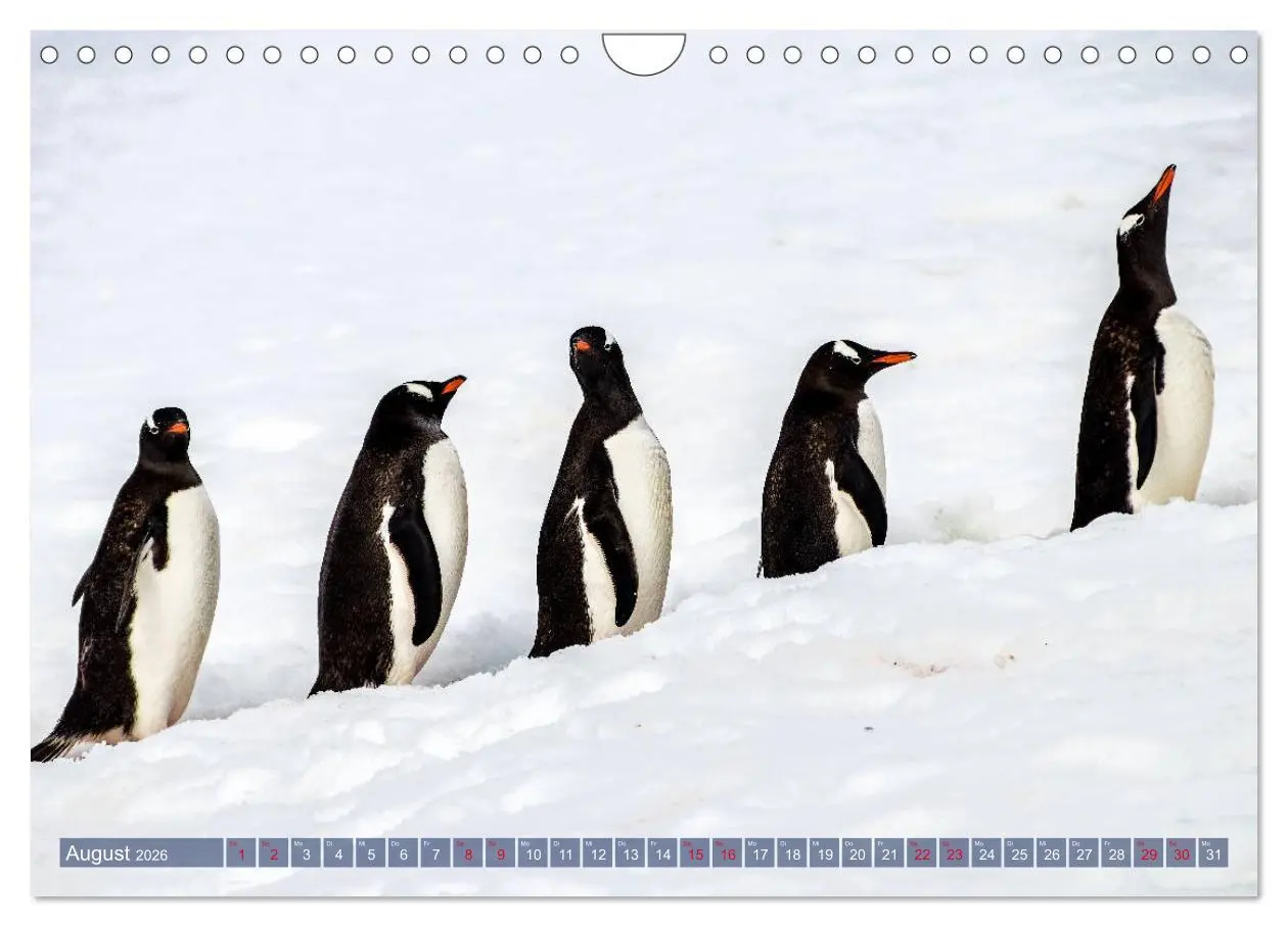 Bild: 9783457919897 | Antarktis Gletscher, Robben, Pinguine (Wandkalender 2026 DIN A4...