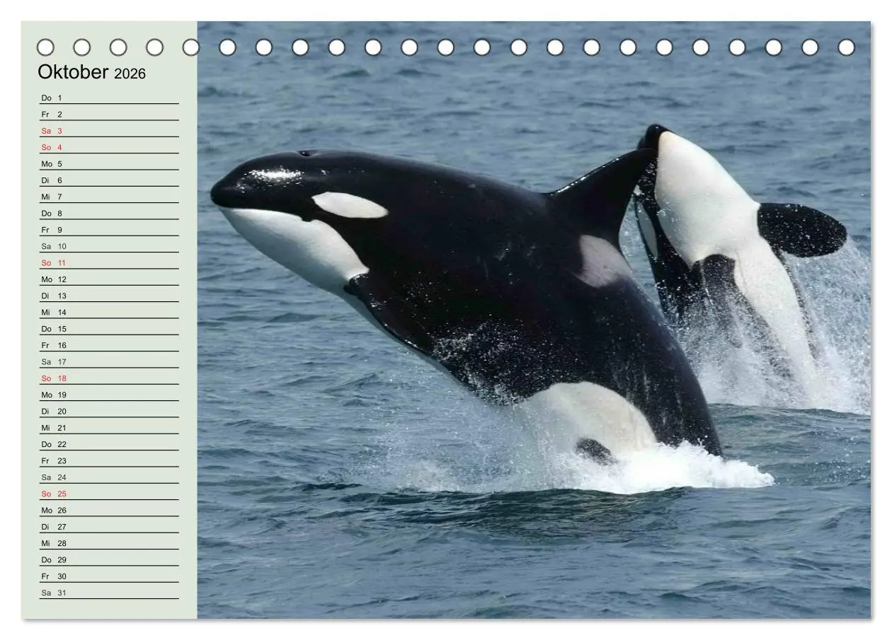 Bild: 9783516009897 | Leben in den Weltmeeren. Delfine, Wale und Haie (Tischkalender 2026...