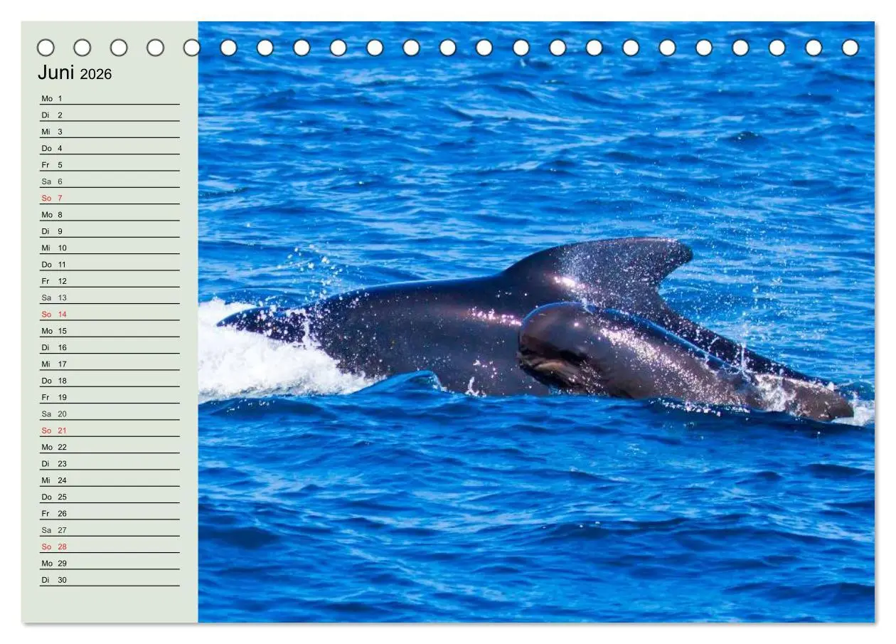 Bild: 9783516009897 | Leben in den Weltmeeren. Delfine, Wale und Haie (Tischkalender 2026...