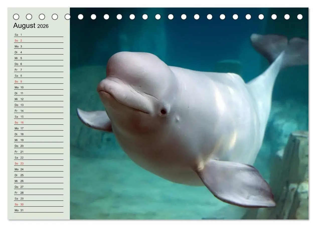 Bild: 9783516009897 | Leben in den Weltmeeren. Delfine, Wale und Haie (Tischkalender 2026...