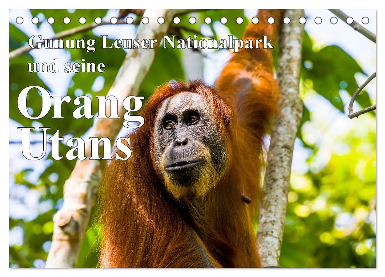 Cover: 9783457389997 | Gunung Leuser Nationalpark und seine Orang Utans (Tischkalender...