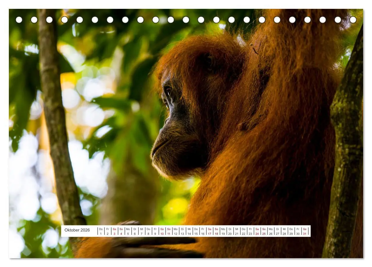 Bild: 9783457389997 | Gunung Leuser Nationalpark und seine Orang Utans (Tischkalender...