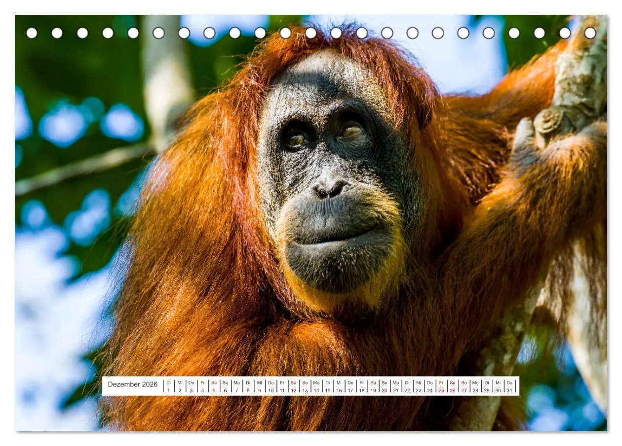Bild: 9783457389997 | Gunung Leuser Nationalpark und seine Orang Utans (Tischkalender...