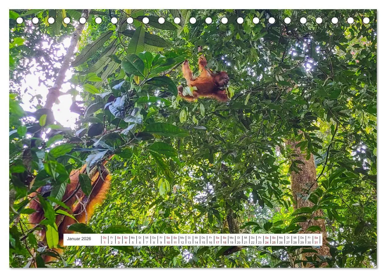 Bild: 9783457389997 | Gunung Leuser Nationalpark und seine Orang Utans (Tischkalender...