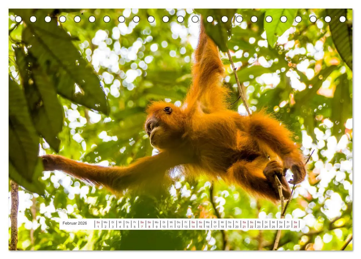 Bild: 9783457389997 | Gunung Leuser Nationalpark und seine Orang Utans (Tischkalender...