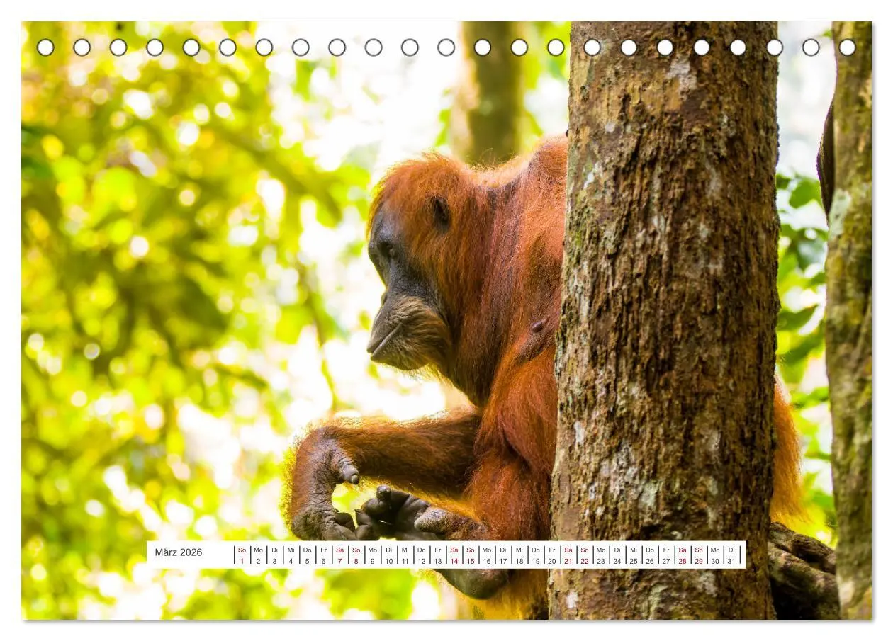Bild: 9783457389997 | Gunung Leuser Nationalpark und seine Orang Utans (Tischkalender...