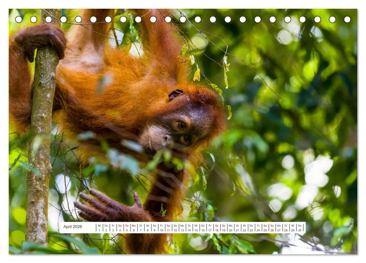 Bild: 9783457389997 | Gunung Leuser Nationalpark und seine Orang Utans (Tischkalender...
