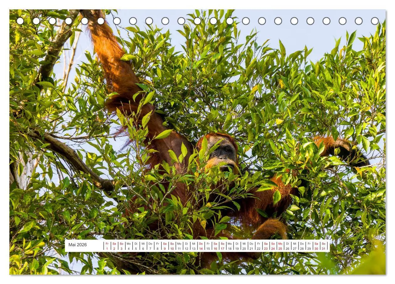 Bild: 9783457389997 | Gunung Leuser Nationalpark und seine Orang Utans (Tischkalender...