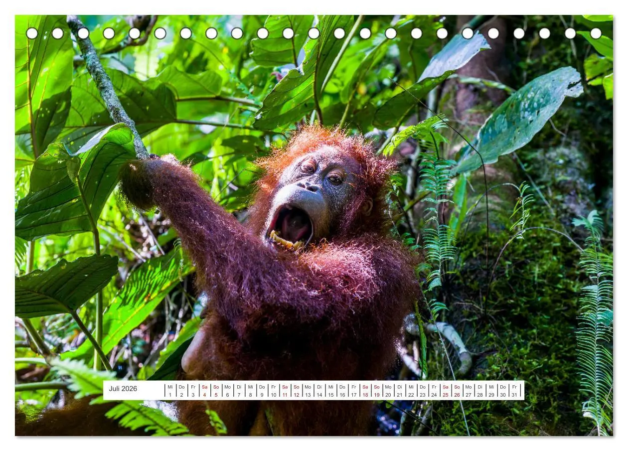 Bild: 9783457389997 | Gunung Leuser Nationalpark und seine Orang Utans (Tischkalender...