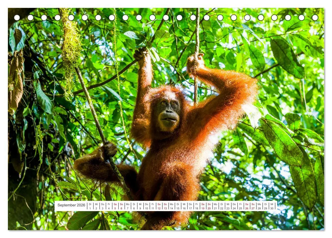 Bild: 9783457389997 | Gunung Leuser Nationalpark und seine Orang Utans (Tischkalender...