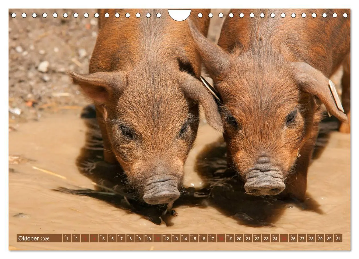Bild: 9783457769997 | Glückliche Schweine Berkshire-Iberico Ferkel (Wandkalender 2026 DIN...