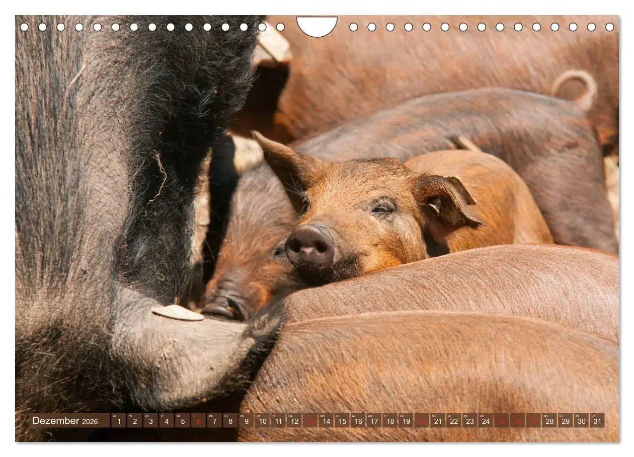 Bild: 9783457769997 | Glückliche Schweine Berkshire-Iberico Ferkel (Wandkalender 2026 DIN...