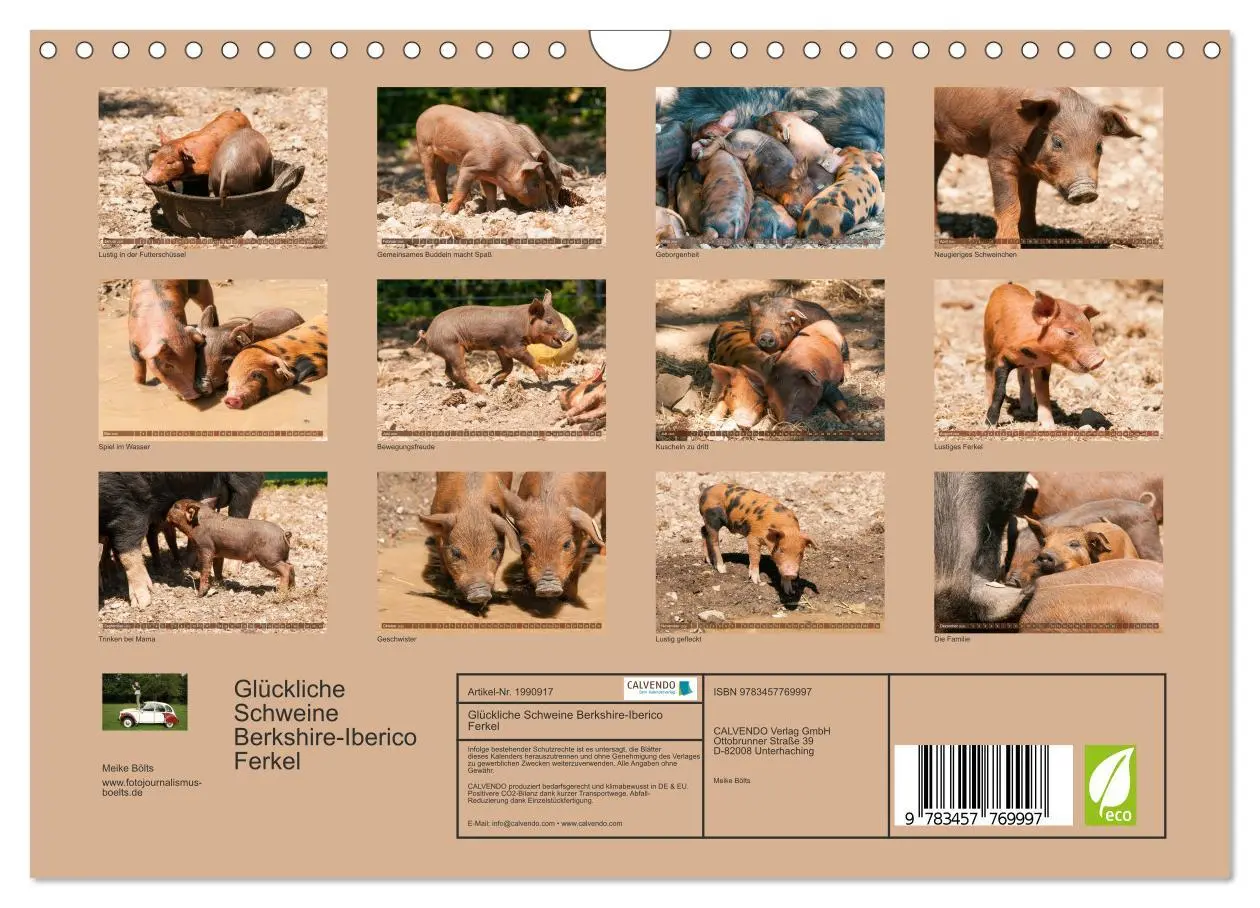 Bild: 9783457769997 | Glückliche Schweine Berkshire-Iberico Ferkel (Wandkalender 2026 DIN...