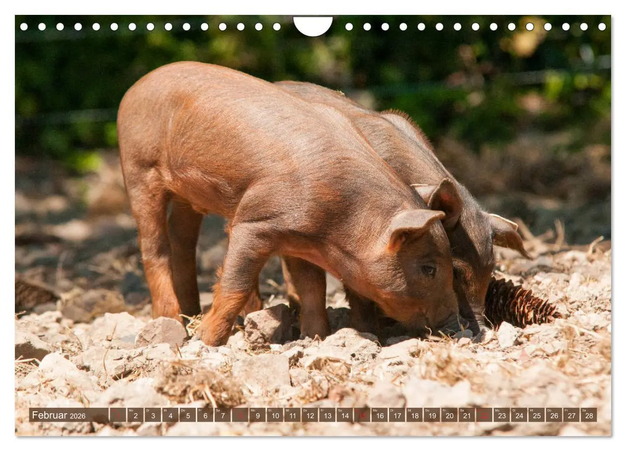 Bild: 9783457769997 | Glückliche Schweine Berkshire-Iberico Ferkel (Wandkalender 2026 DIN...