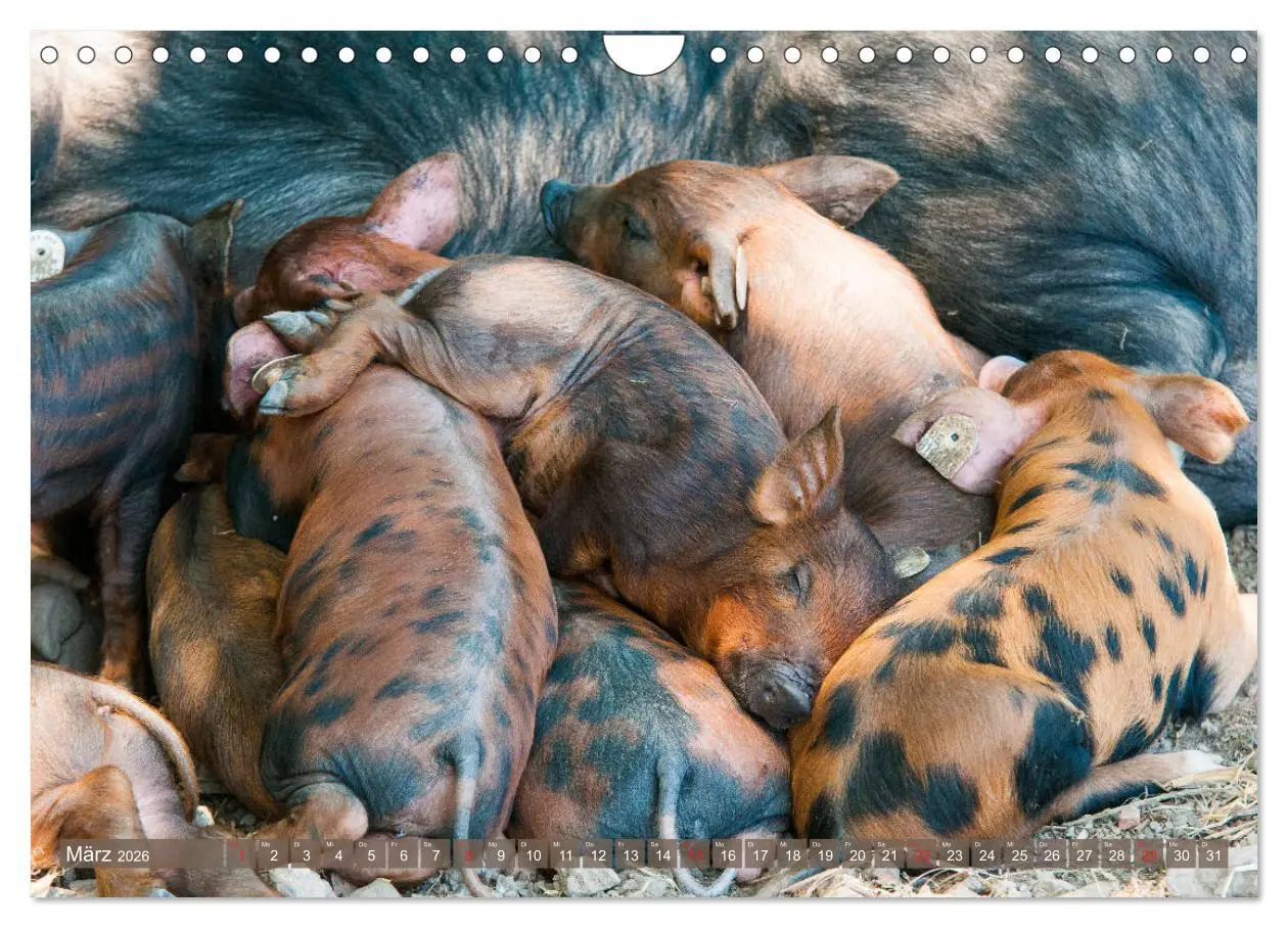 Bild: 9783457769997 | Glückliche Schweine Berkshire-Iberico Ferkel (Wandkalender 2026 DIN...