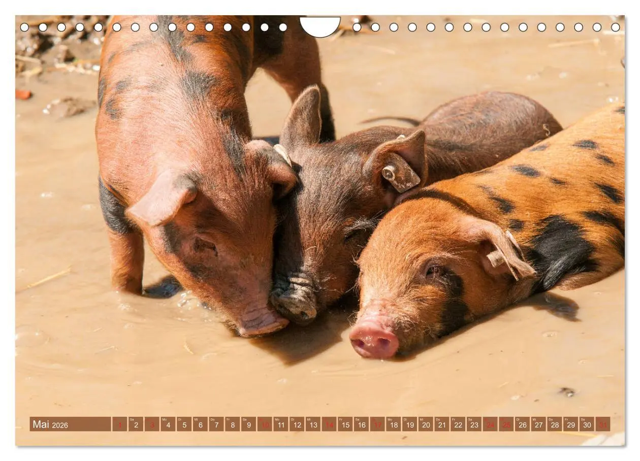 Bild: 9783457769997 | Glückliche Schweine Berkshire-Iberico Ferkel (Wandkalender 2026 DIN...