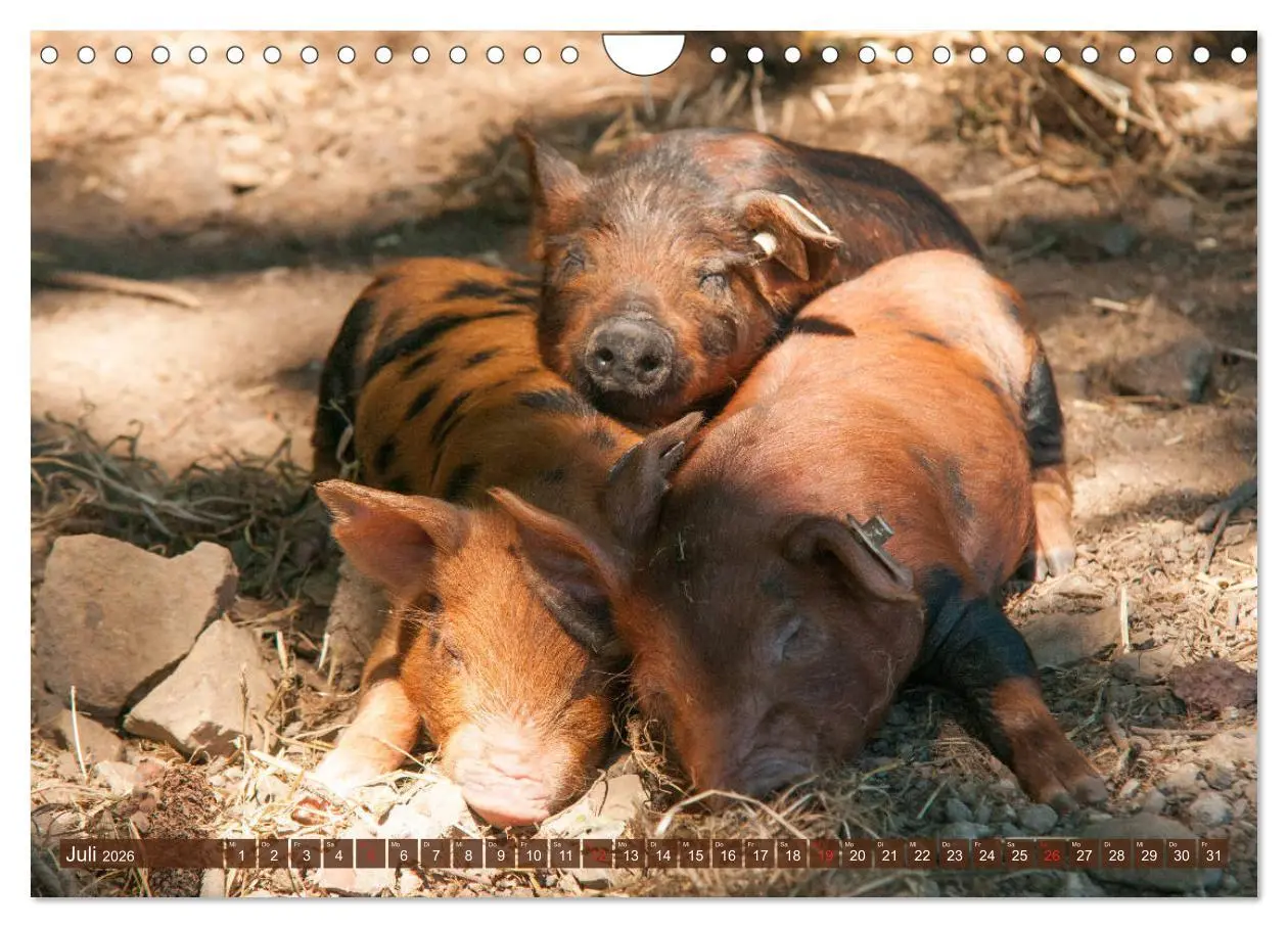 Bild: 9783457769997 | Glückliche Schweine Berkshire-Iberico Ferkel (Wandkalender 2026 DIN...