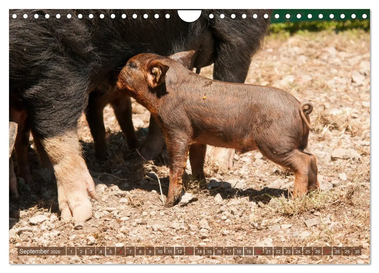 Bild: 9783457769997 | Glückliche Schweine Berkshire-Iberico Ferkel (Wandkalender 2026 DIN...
