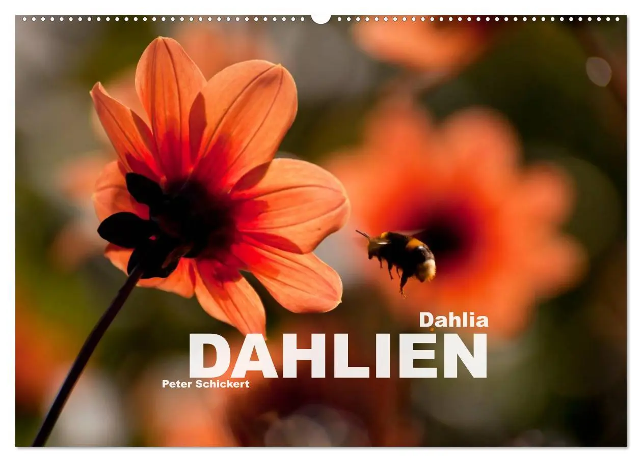 Cover: 9783516099997 | Dahlia - Dahlien (Wandkalender 2026 DIN A2 quer), CALVENDO...