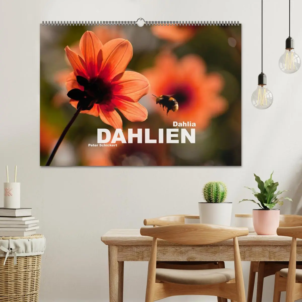Bild: 9783516099997 | Dahlia - Dahlien (Wandkalender 2026 DIN A2 quer), CALVENDO...