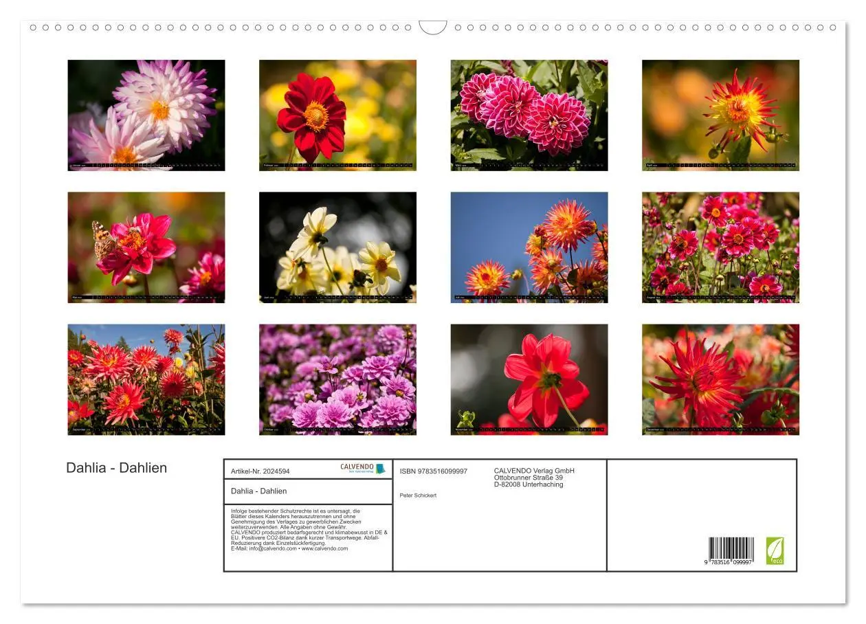 Bild: 9783516099997 | Dahlia - Dahlien (Wandkalender 2026 DIN A2 quer), CALVENDO...