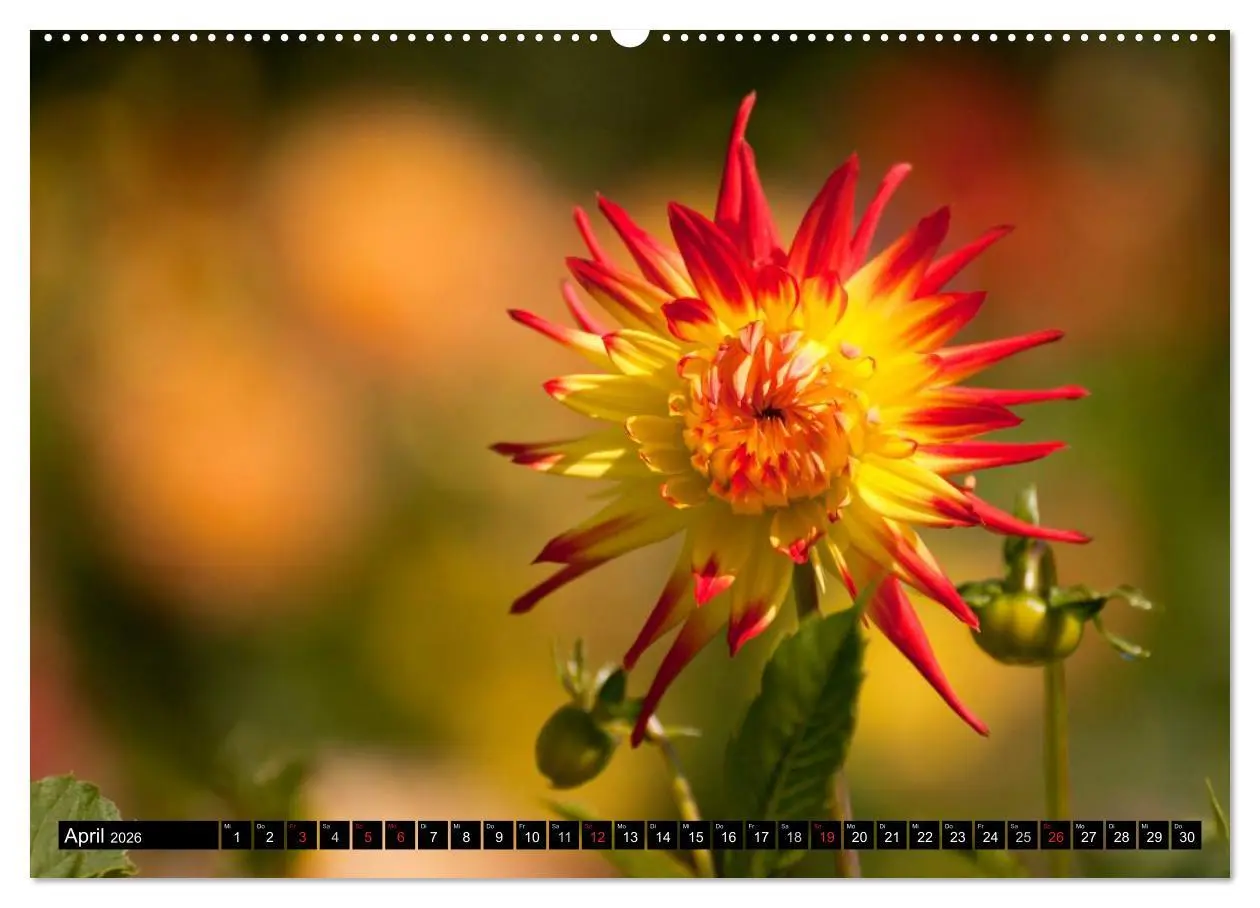 Bild: 9783516099997 | Dahlia - Dahlien (Wandkalender 2026 DIN A2 quer), CALVENDO...