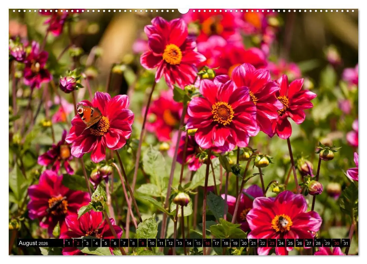 Bild: 9783516099997 | Dahlia - Dahlien (Wandkalender 2026 DIN A2 quer), CALVENDO...