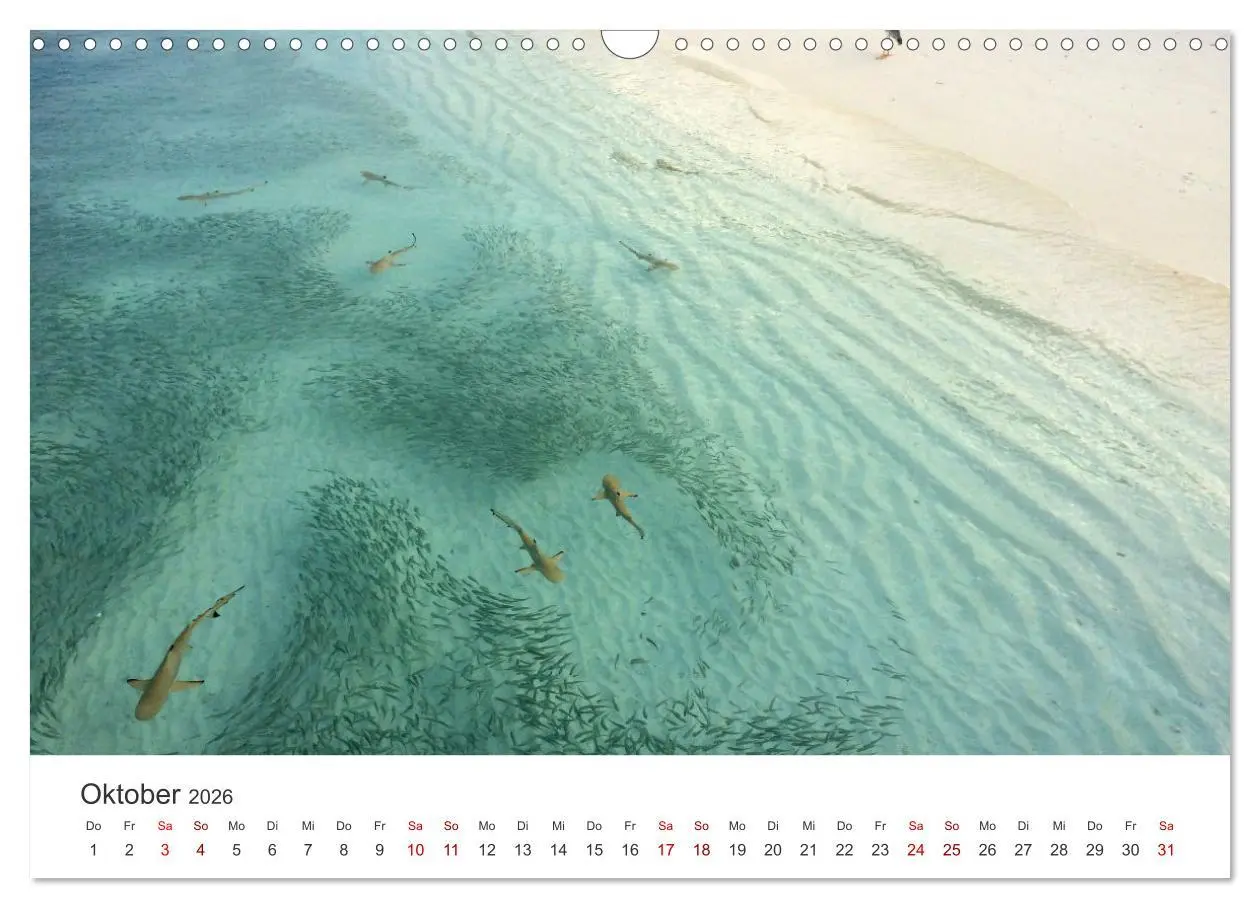 Bild: 9783457610398 | Haie - Könige der Meere. (Wandkalender 2026 DIN A3 quer), CALVENDO...