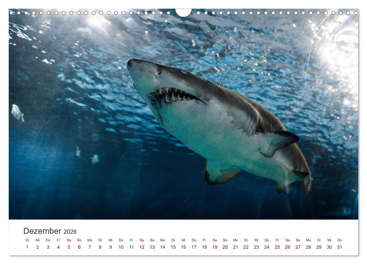 Bild: 9783457610398 | Haie - Könige der Meere. (Wandkalender 2026 DIN A3 quer), CALVENDO...