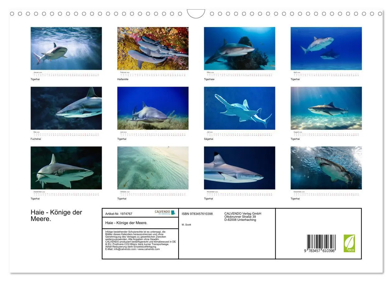 Bild: 9783457610398 | Haie - Könige der Meere. (Wandkalender 2026 DIN A3 quer), CALVENDO...