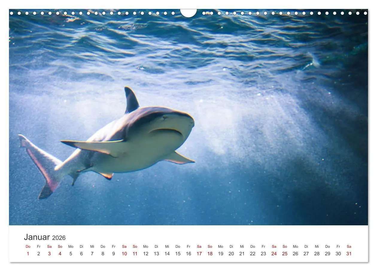 Bild: 9783457610398 | Haie - Könige der Meere. (Wandkalender 2026 DIN A3 quer), CALVENDO...