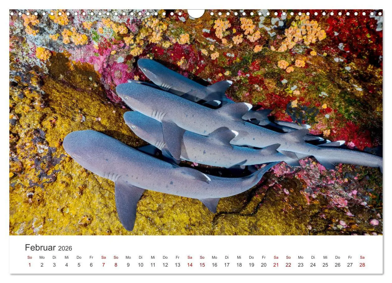 Bild: 9783457610398 | Haie - Könige der Meere. (Wandkalender 2026 DIN A3 quer), CALVENDO...