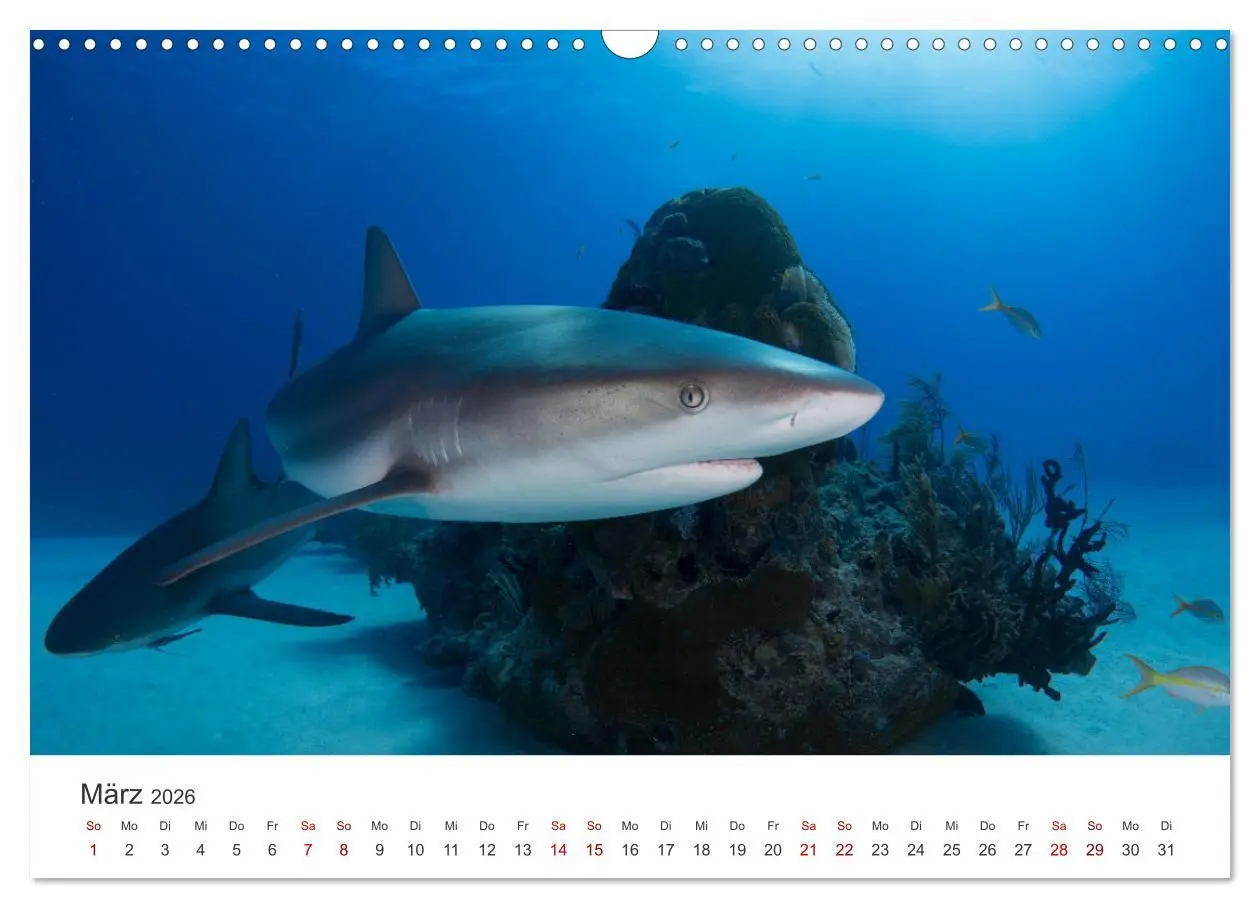 Bild: 9783457610398 | Haie - Könige der Meere. (Wandkalender 2026 DIN A3 quer), CALVENDO...