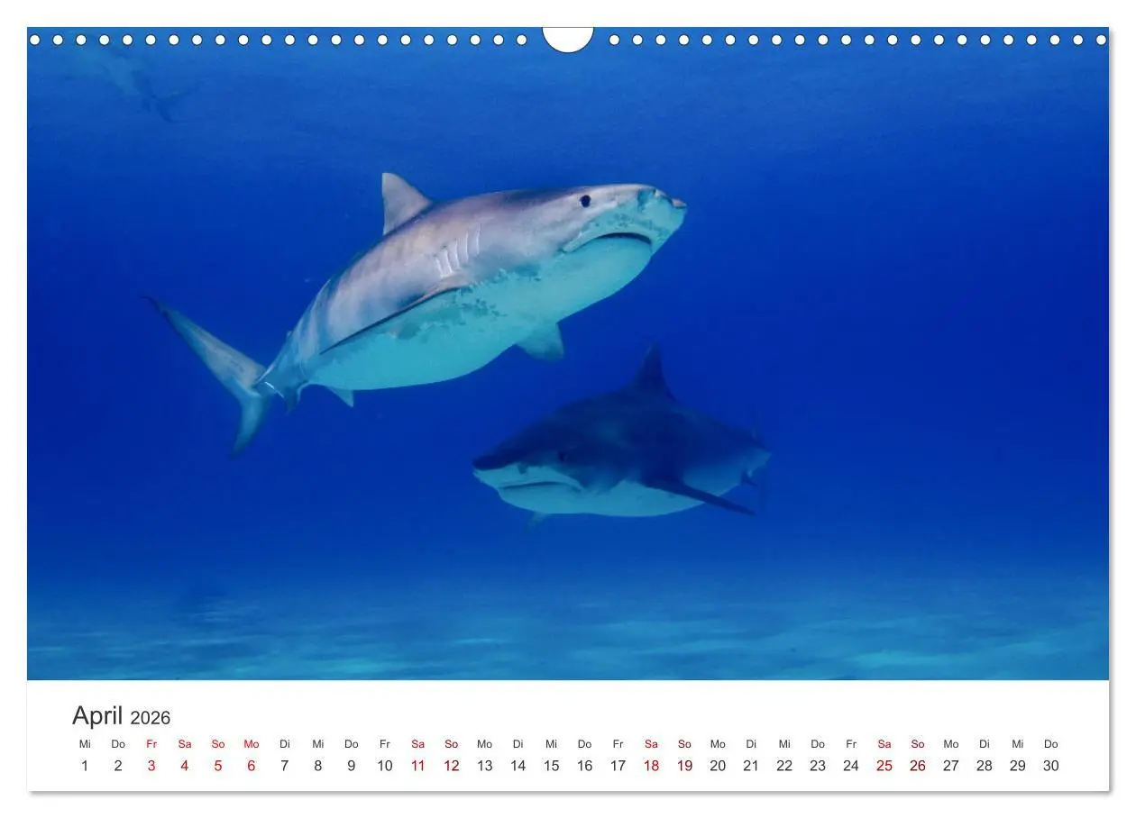 Bild: 9783457610398 | Haie - Könige der Meere. (Wandkalender 2026 DIN A3 quer), CALVENDO...