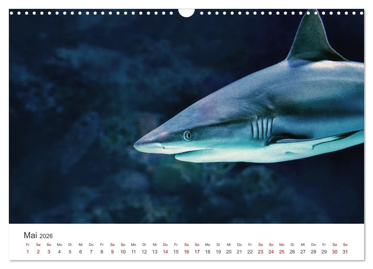 Bild: 9783457610398 | Haie - Könige der Meere. (Wandkalender 2026 DIN A3 quer), CALVENDO...