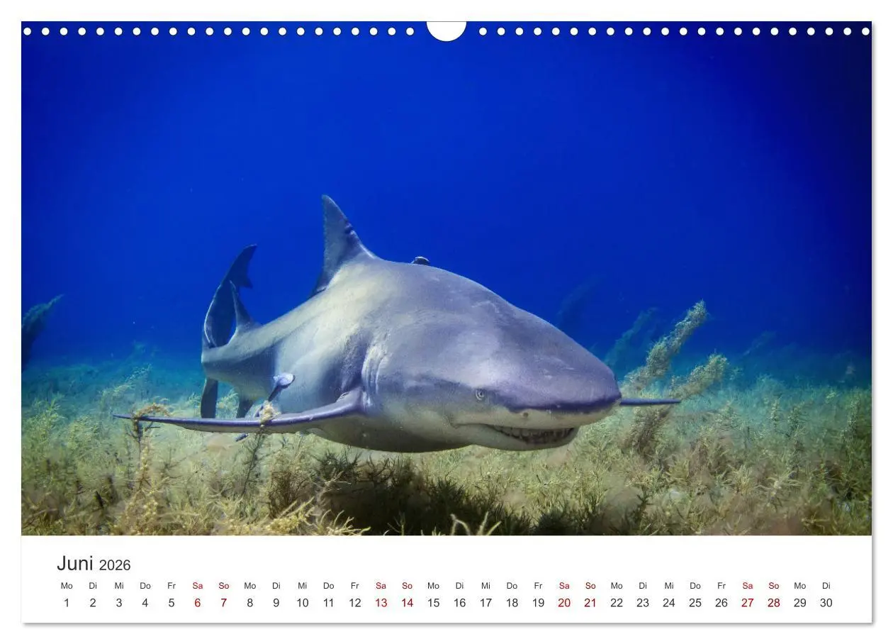 Bild: 9783457610398 | Haie - Könige der Meere. (Wandkalender 2026 DIN A3 quer), CALVENDO...