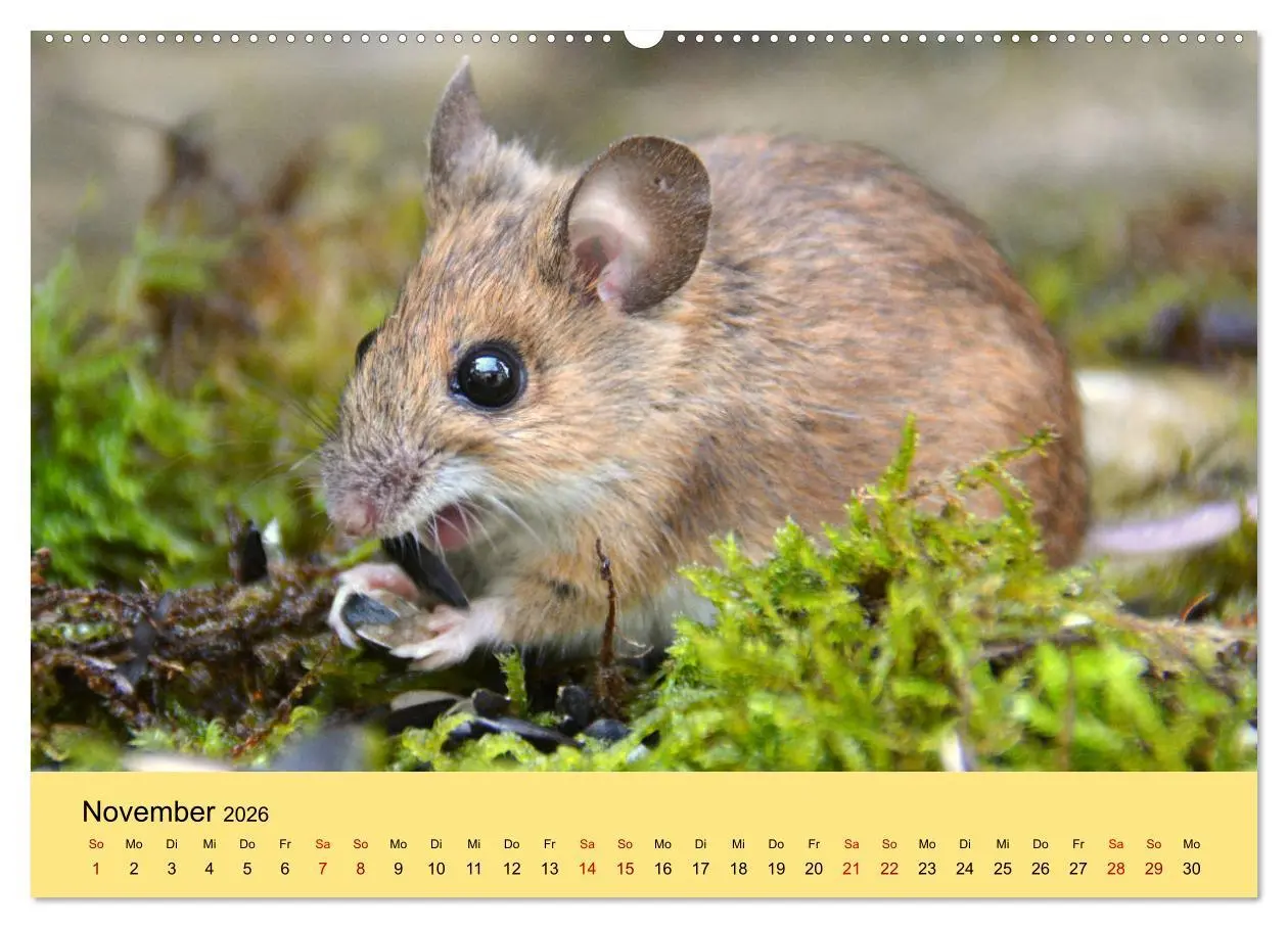 Bild: 9783457770498 | ... hier kommt die Maus ... (hochwertiger Premium Wandkalender 2026...