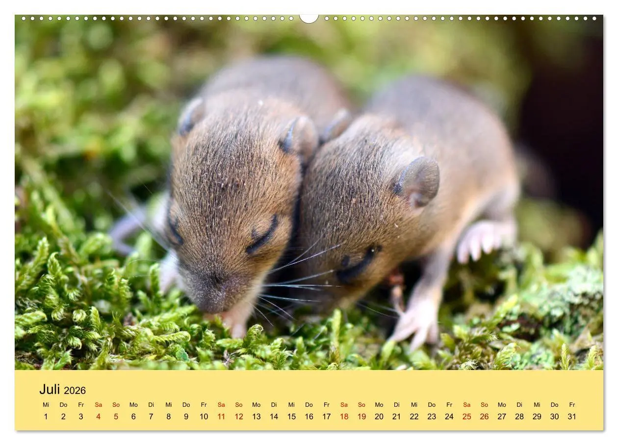 Bild: 9783457770498 | ... hier kommt die Maus ... (hochwertiger Premium Wandkalender 2026...